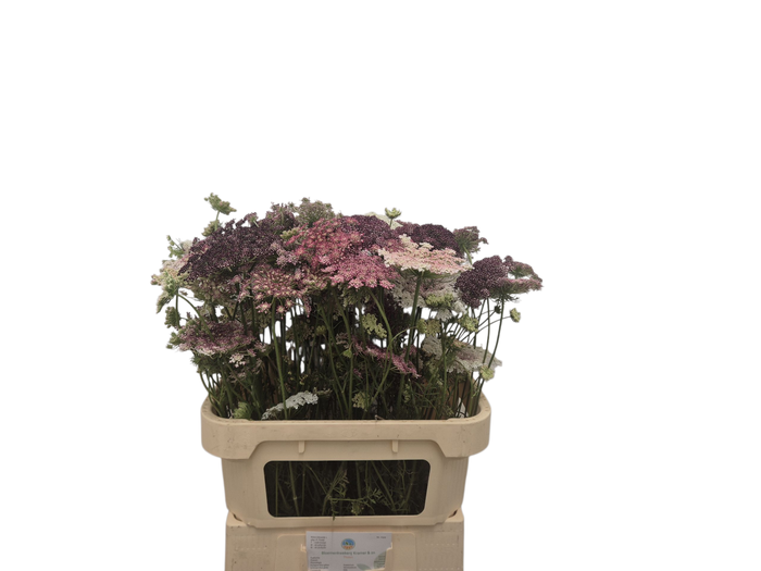 <h4>DAUCUS CAROTA DARA</h4>