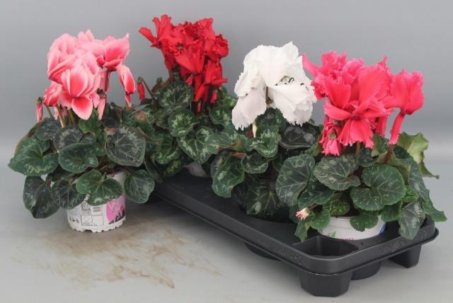 <h4>CYCL GR HAL CURLY</h4>