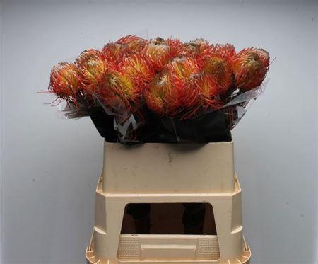 <h4>Leuco Co Orange Xxl</h4>