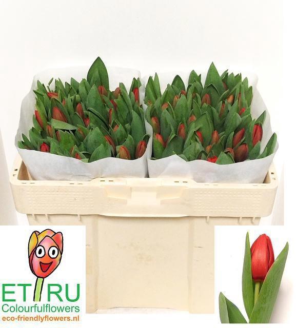 <h4>TU EN ESCAPE</h4>