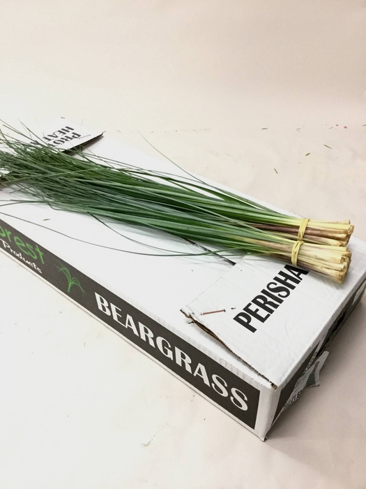 BEARGRASS