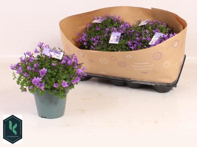 Camp Portenschlagian