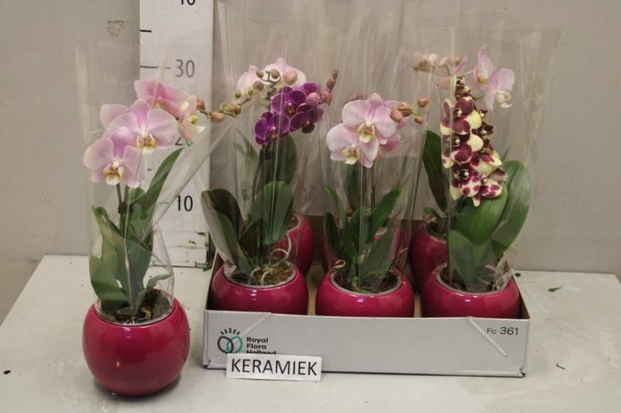 <h4>ARR PHAL 1 TAK</h4>