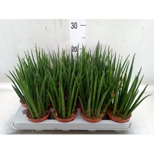 Sansevieria bacularis