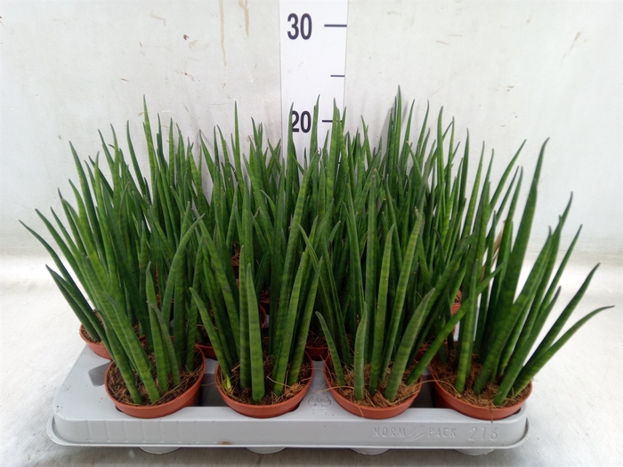 <h4>Sansevieria bacularis</h4>