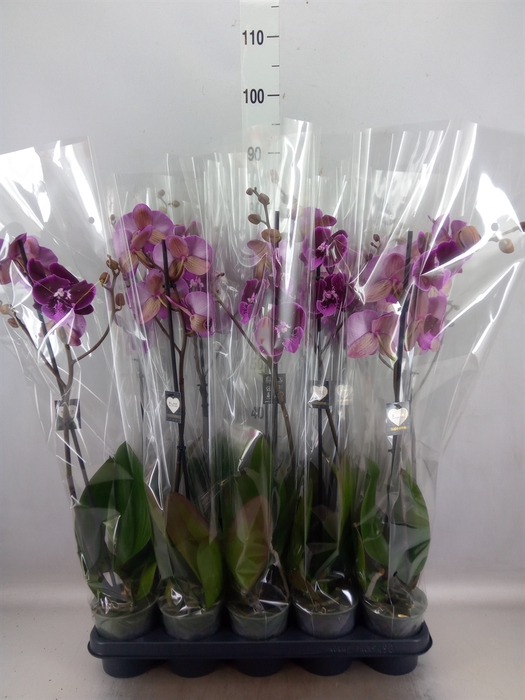 <h4>Phalaenopsis   ...lilac</h4>