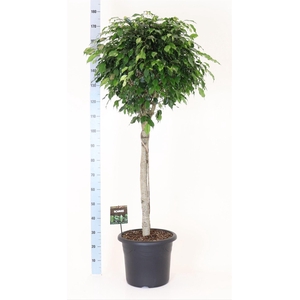 Ficus benja. 'Danielle'