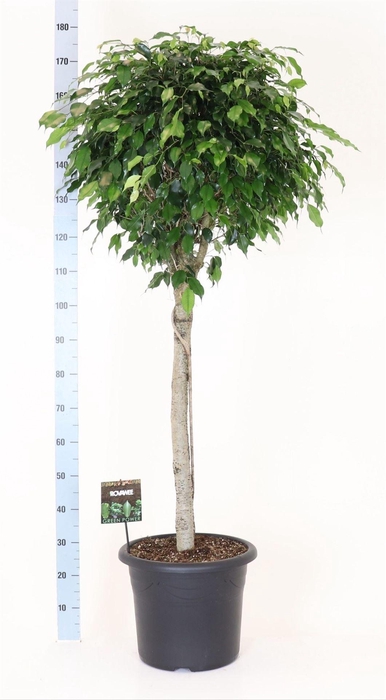 <h4>Ficus benja. 'Danielle'</h4>