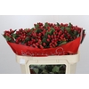 Hypericum True Romance Spray
