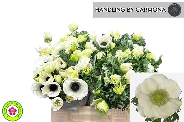 <h4>Anem Co Mis + White</h4>