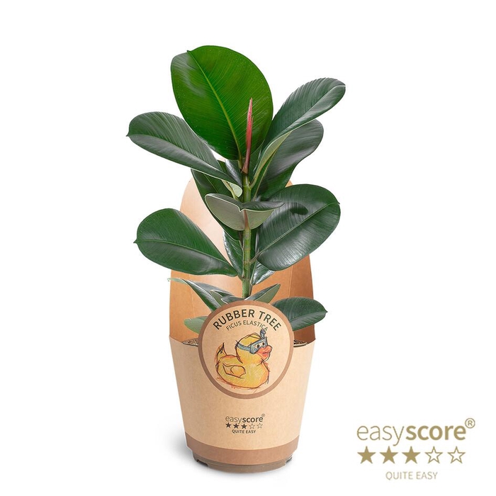 <h4>FICUS ELASTICA p17 Sofia paper</h4>
