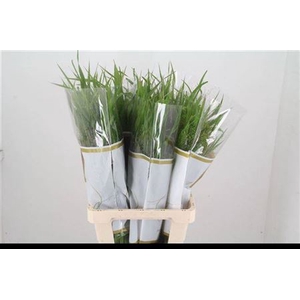 FREILAND PANICUM NL