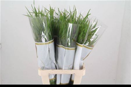 <h4>FREILAND PANICUM</h4>