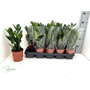 ZAMIO ZAMIIFOLIA