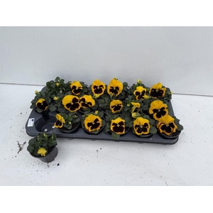 VIO WI EB YELL BLOTC