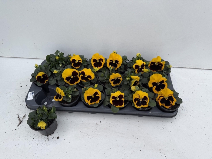 <h4>VIO WI EB YELL BLOTC</h4>