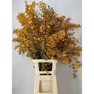 Dr Stab Stuart Yellow Xxl Matt Giallo