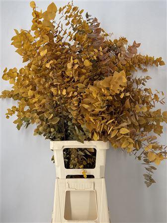 <h4>Dr Stab Stuart Yellow Xxl Matt Giallo</h4>