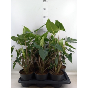 Alocasia zebrina 'Siberian Tiger'