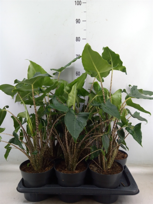 <h4>Alocasia zebrina 'Siberian Tiger'</h4>