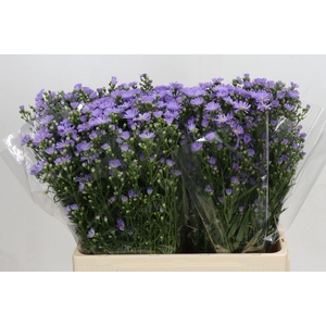 ASTER CASSANDRA ASTER CASSANDRA,15