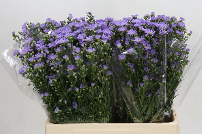 <h4>ASTER CASSANDRA 15 GR.</h4>