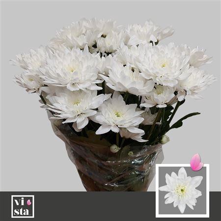 <h4>CHR T PINA COLADA 65GR!</h4>