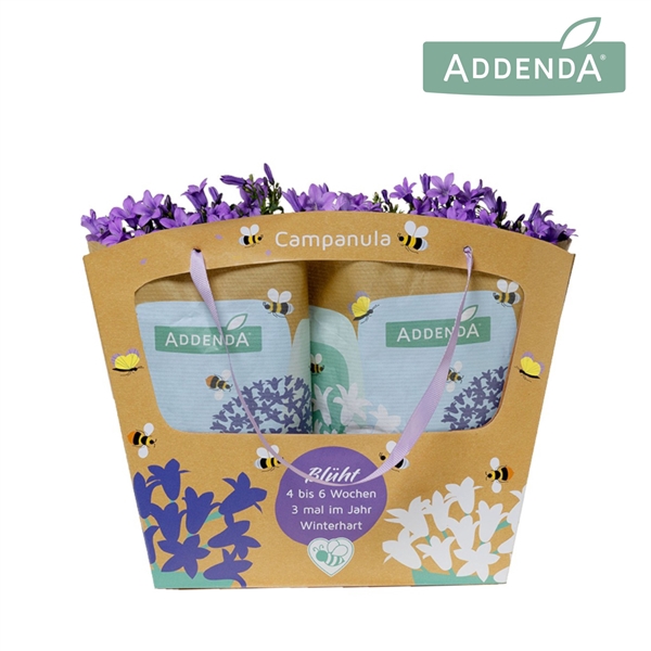 <h4>Campanula Addenda Ambella Purple in Addenda bag</h4>