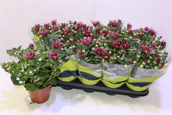<h4>Chrys Splash Intense Pink</h4>