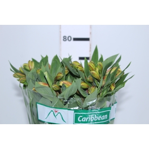 ALSTROEMERIA CARIBBEAN 080 CM