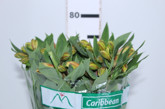 ALSTROEMERIA CARIBBEAN 080 CM