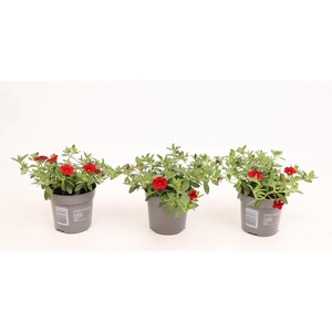 Calibrachoa Cabaret Bright Red