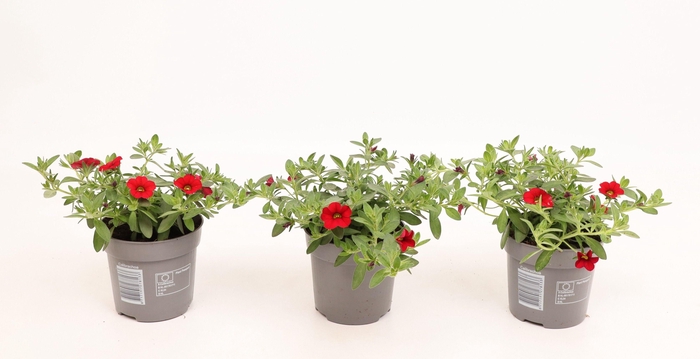 <h4>Calibrachoa Cabaret Bright Red</h4>