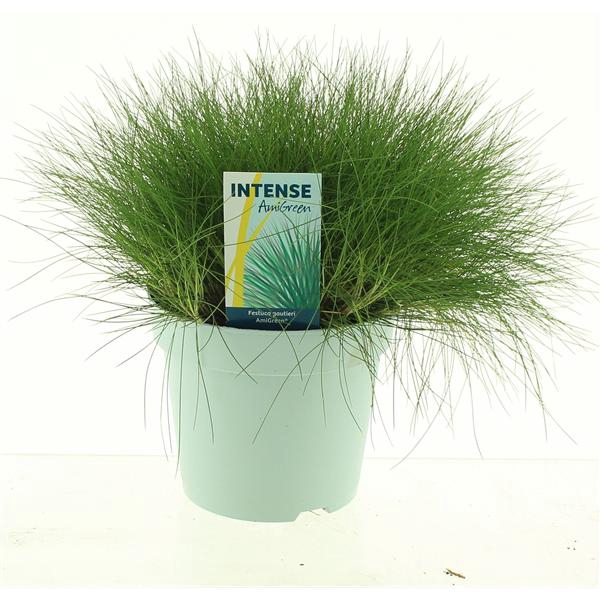 <h4>Festuca gautieri AmiGreen®</h4>