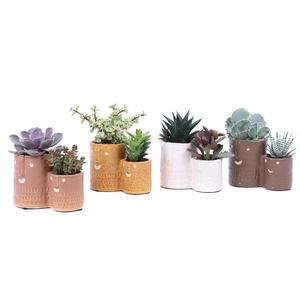 Succulent mix 5,5 cm en 8,5 cm in Zamora sierpot