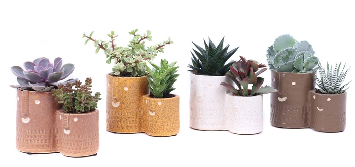 <h4>Succulent mix 5,5 cm en 8,5 cm in Zamora sierpot</h4>