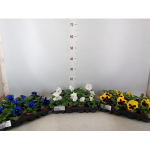 Viola wr. 'Delta'   ...mix