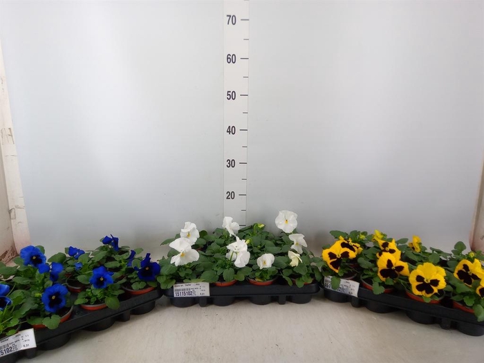 <h4>Viola wr. 'Delta'   ...mix</h4>