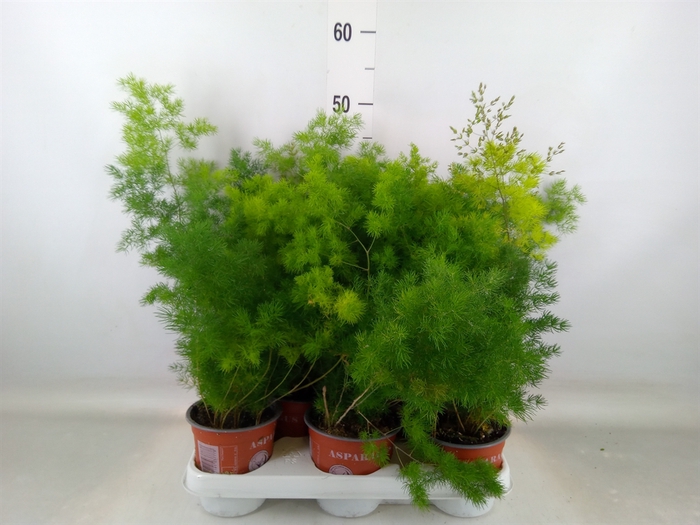 <h4>Asparagus umbellatus</h4>