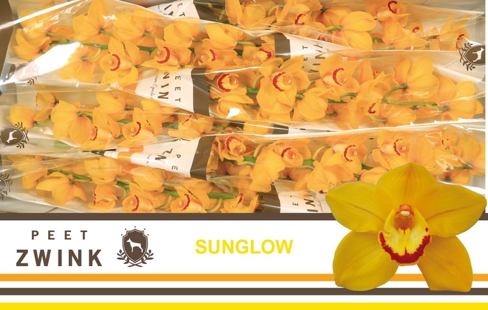 <h4>CYMB T SUNGLOW</h4>