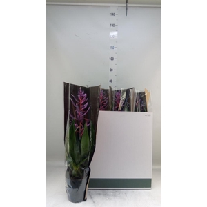 Aechmea  'Blue Rain'