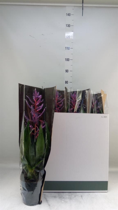 <h4>Aechmea  'Blue Rain'</h4>