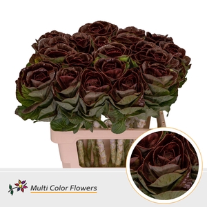 Brassica paint bordeaux
