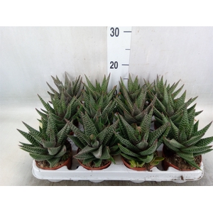 xGasterhaworthia  'Royal Highness'