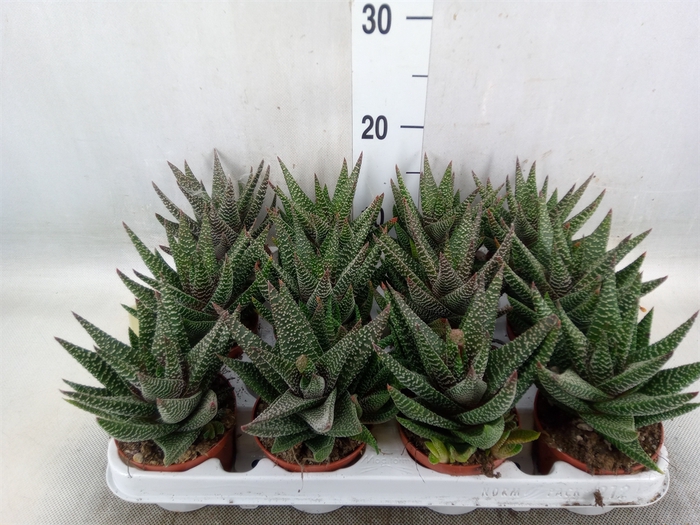 <h4>xGasterhaworthia  'Royal Highness'</h4>