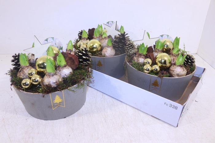 <h4>ARR HYACINTH</h4>