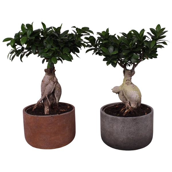 <h4>Ficus m. Ginseng Ball Shape Ø20cm in Ø23cm Ceramic NT467</h4>