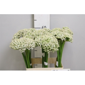 Allium Nigrum