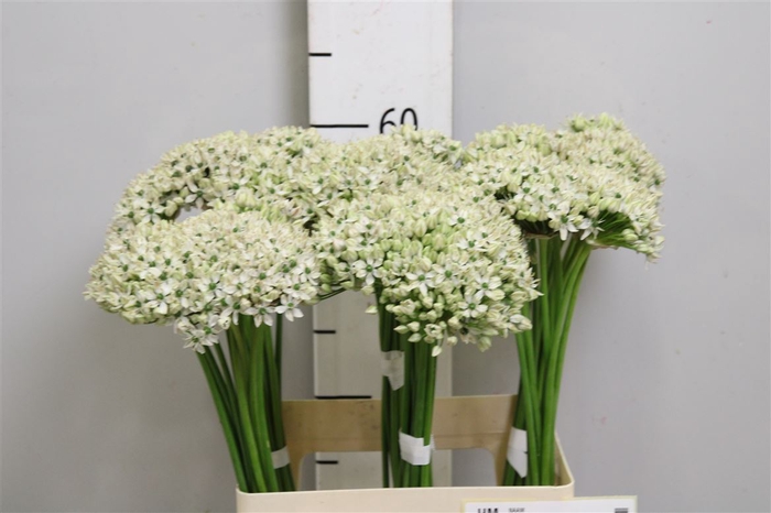 <h4>Allium Nigrum</h4>