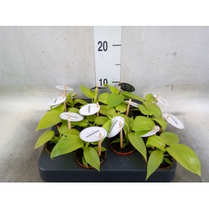 Philodendron   ...